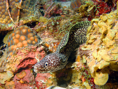 Curacao and Sint Maarten join UNESCO Underwater Heritage Treaty