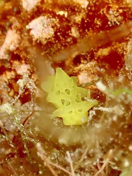 Rare nudibranch discovery highlights diversity of Bonaire's reefs
