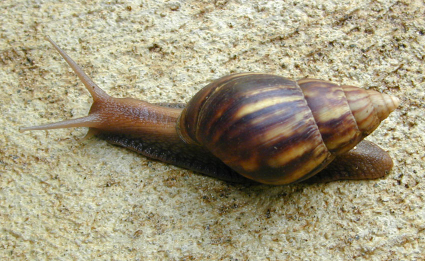 Parliamentarian Seferina concerned about agate snail's reproduction