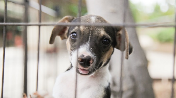 Parvo Outbreak Confirmed in Curaçao: Veterinary Centers Urge Immediate Vaccinations for At-Risk Puppies