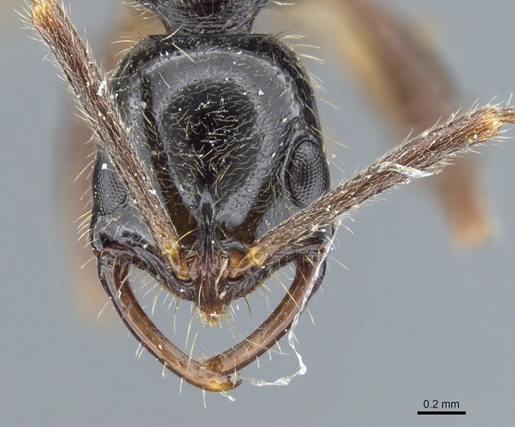 Ants of the Dutch Caribbean