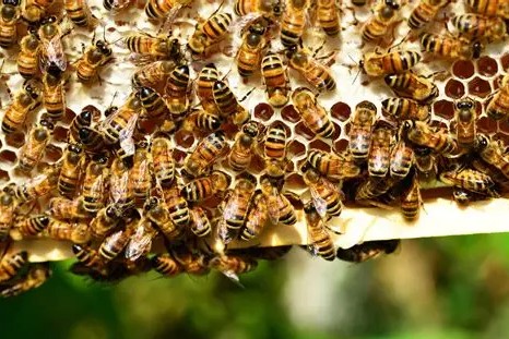 Parliamentary Committee to Address Rising Bee Incidents in Curaçao