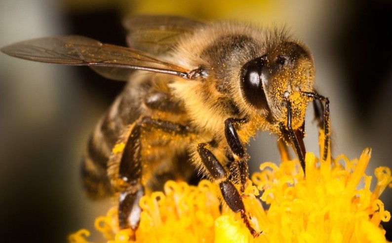 Woman Attacked by Bee Swarm While Walking Dog in Curaçao Neighborhood