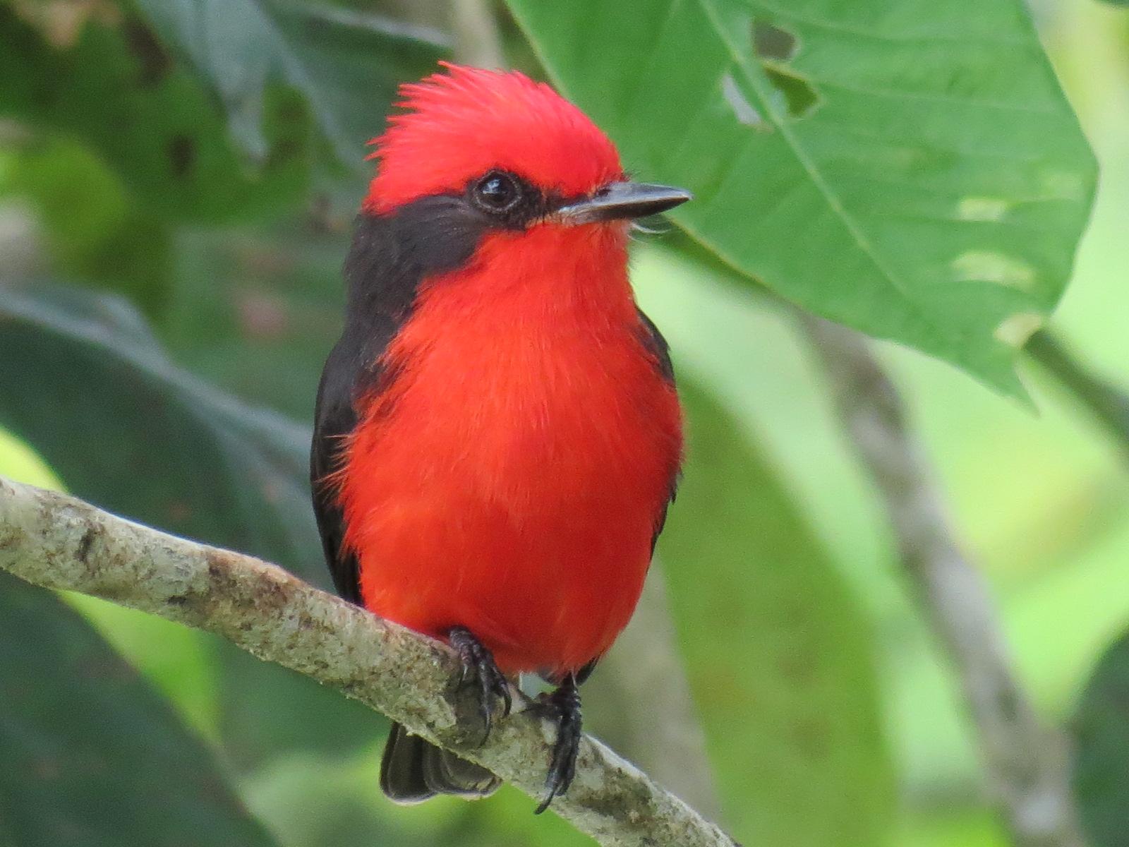 Updates from the Dutch Caribbean's Bird Monitoring Project