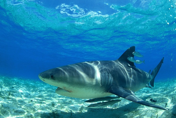 Shark Conservation in Curacao