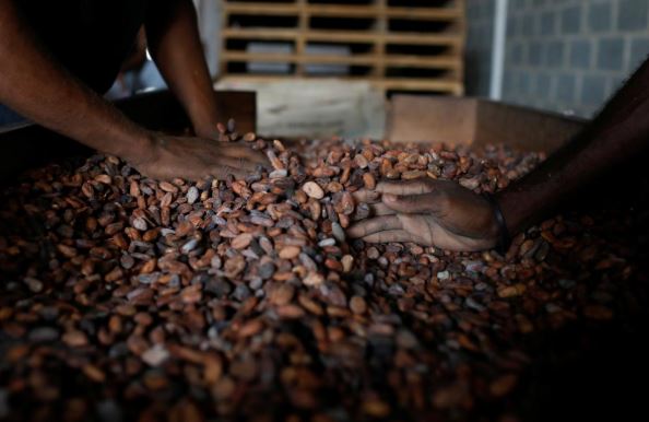 Venezuela cocoa growers fear new pest: the government