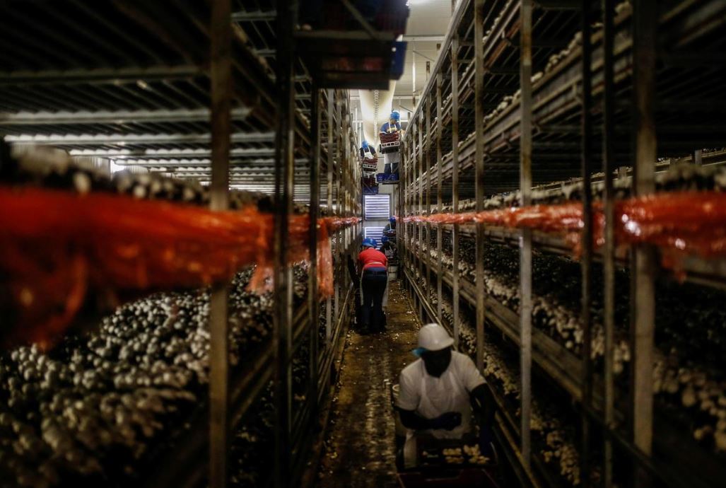 Canada's farm labor shortage is costing billions and expected to rise: report