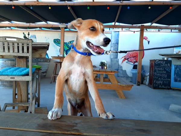 CARF celebrates World Animal Day with 'Coffee Cups & Rescue Pups' at City Beach 88