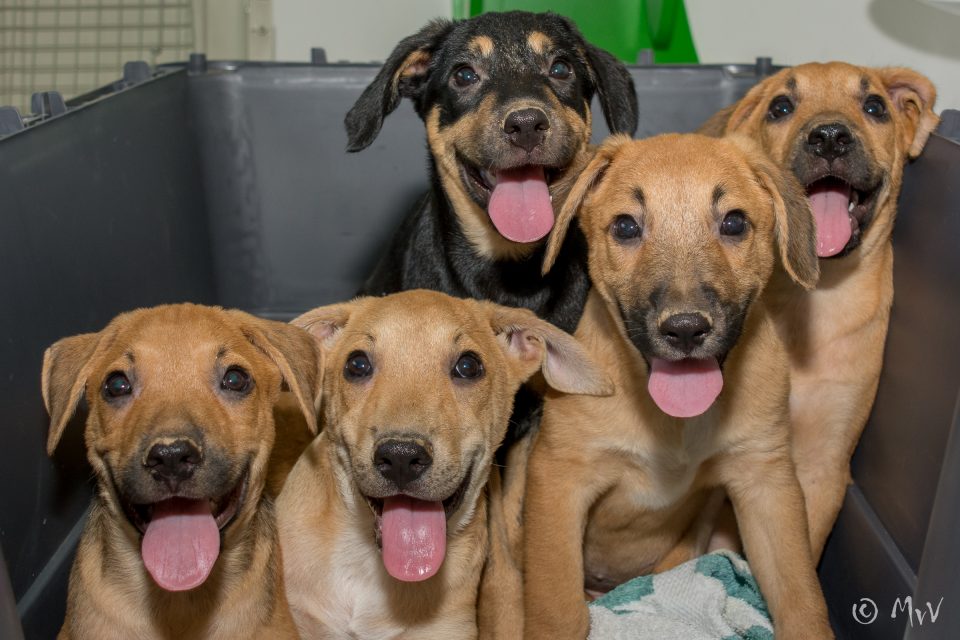 CARF Foundation has been in existence for 11 years