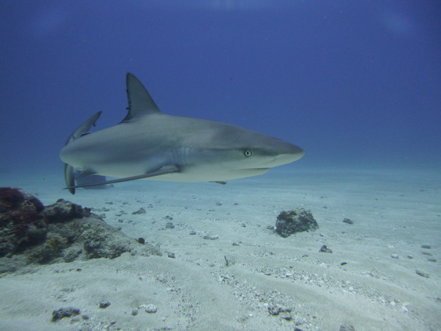At least ten reef-associated shark species in the Dutch Caribbean