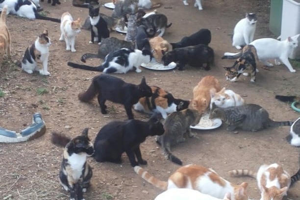 Sterilization week at Kitten Rescue Curaçao