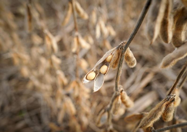 Chinese importers scoop up Brazilian soybeans amid U.S. trade uncertainty