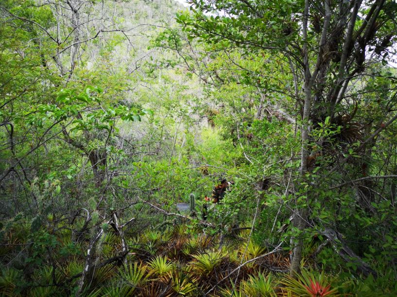 First City Nature Challenge in Curaçao and the Dutch Caribbean Set for April 25–28