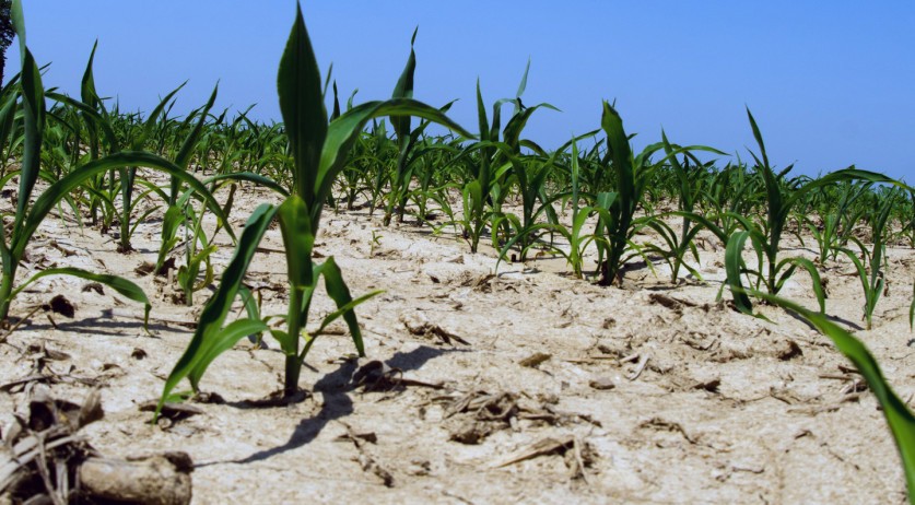 Climate change poses serious health risk for people in the Netherlands, says expert