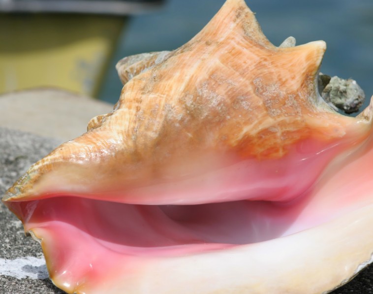 Conch returns to Curaçao and Bonaire: lecture on past and future