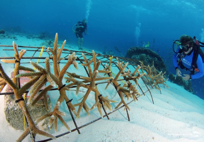 New coral nursery to be installed at Baoase Luxury Resort