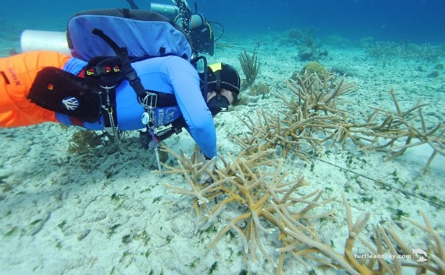 Curaçao focuses on coral restoration