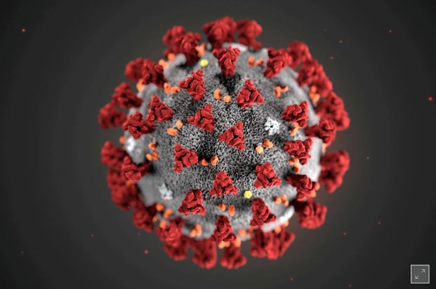 Coronavirus can infect brain cells, Dutch researchers find