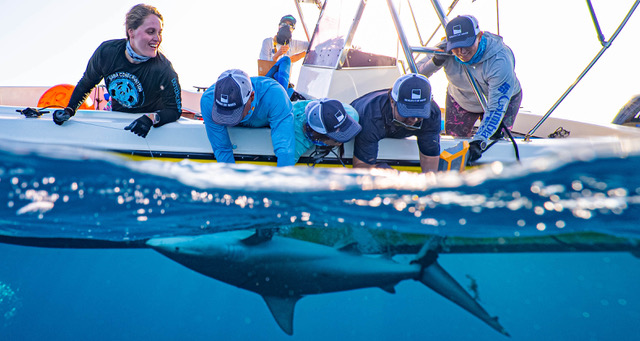 Caribbean Shark Coalition launched to promote training, impact, and collaboration around shark protections in the Greater Caribb