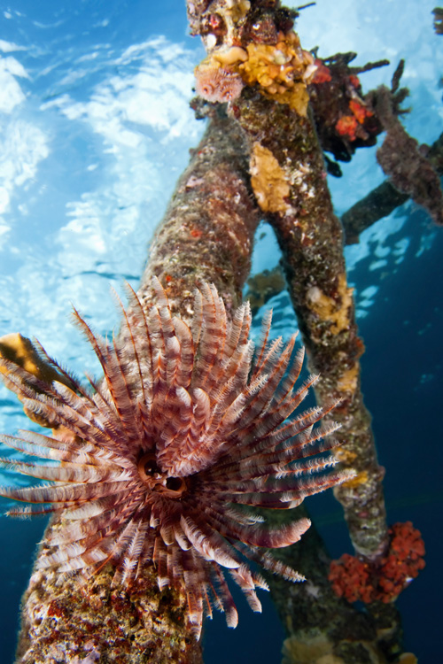 10 must-dive destinations for 2019