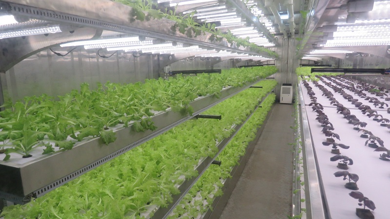 Large-scale hydroponics project on Curaçao