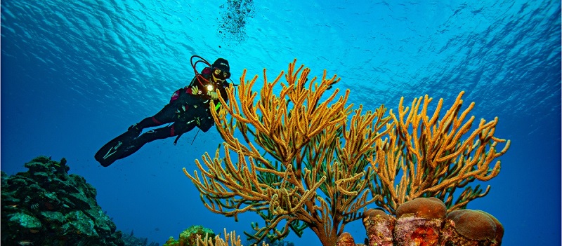 Dive Curaçao launches new One-Stop Dive Vacation Platform with the Best Dive Shops and Resorts