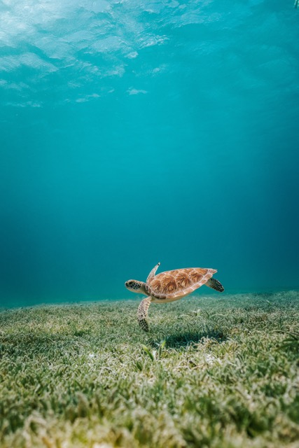 Importance of native seagrass in the fight against erosion