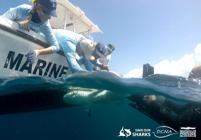 Successful first in-person summit for the Caribbean Shark Coalition