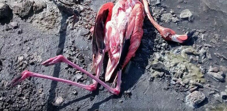 Drones major threat for flamingos