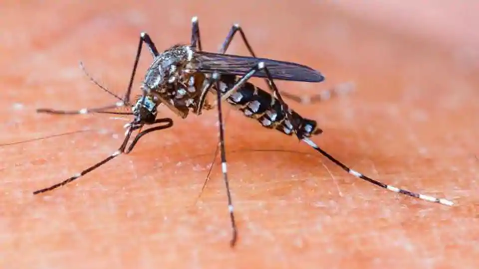Dengue alert issued in Caribbean region – residents urged to protect themselves