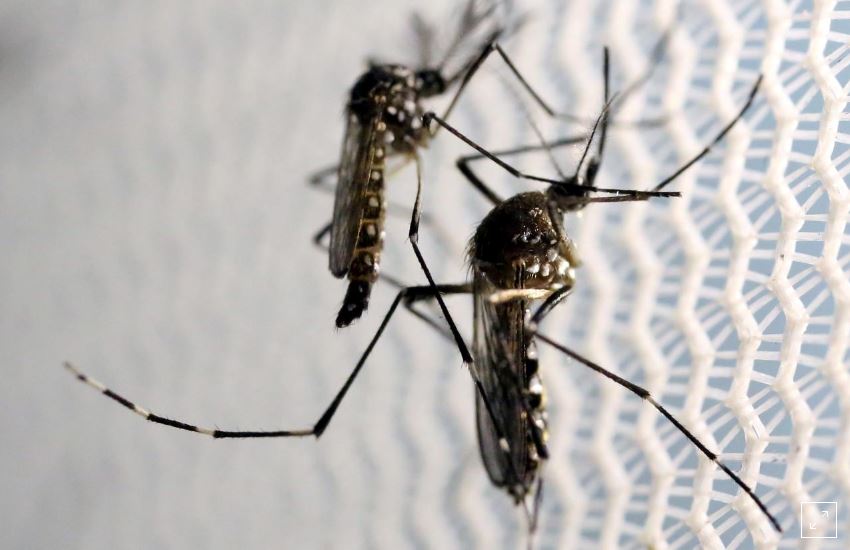 Dam in Piscadera water basin not to blame for mosquito infestation, report confirms