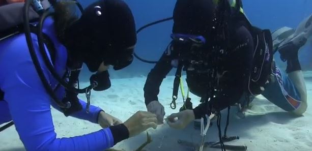 CASHA: Occupancy rate of diving schools decreases by 30 percent