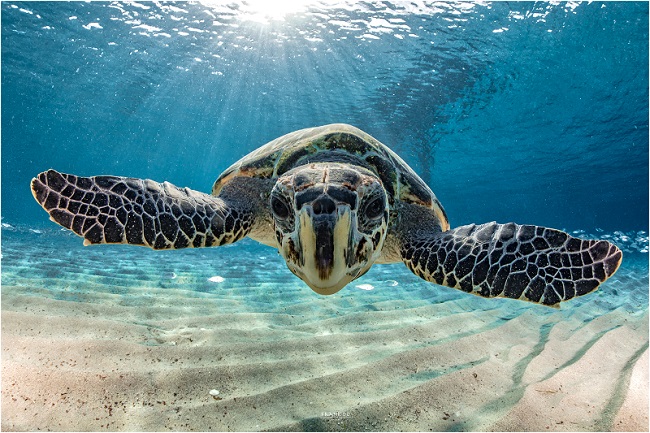 Curaçao’s leading sustainable dive tourism operators become Green Fins members