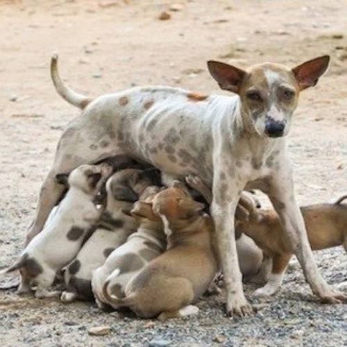 Special team formed to address stray dog issue