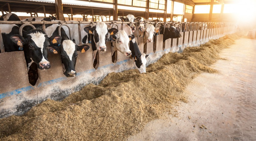 Microplastics in milk and meat from Dutch cows, pigs: Amsterdam researchers