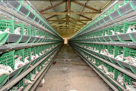 Egg Farm Owner Defends Company Amid Ongoing Manure Controversy and Egg Shortages
