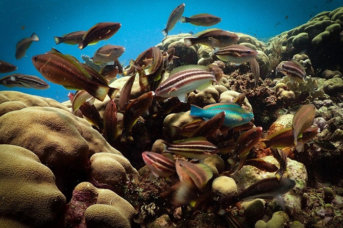 Report on the Status of Caribbean Coral Reefs (1970–2024) Published