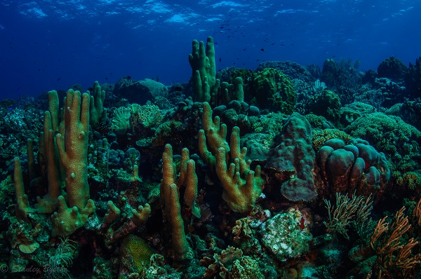 Curaçao - A Coral Island in the Heart of the Dutch Caribbean