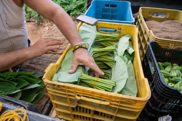 Curaçao Establishes New Interministerial Project Group to Strengthen Food Security