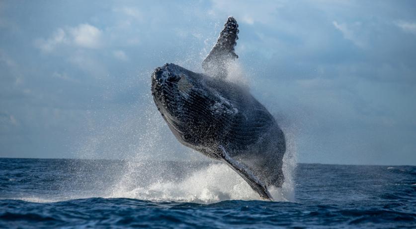 Humpback whale possibly spotted in North Sea near The Hague