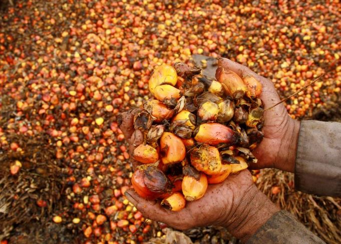 Indonesia files WTO palm oil suit as tensions with EU grow