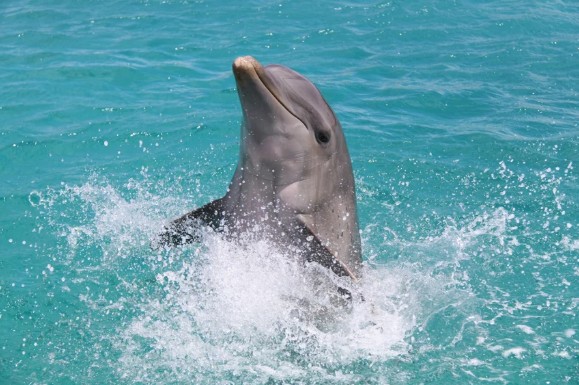 Therapy Dolphin Kanoa Passes Away Unexpectedly at CDTC