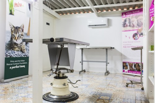 114 cats sterilized in sterilization week