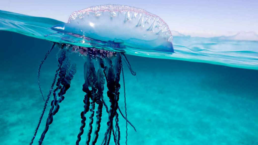 Portuguese man o’ war spotted along the coast