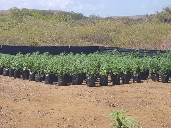 NL: Cannabis production for regulation experiment still not on par