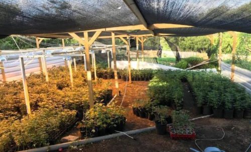 Police discover 583 marijuana plants in Fuik