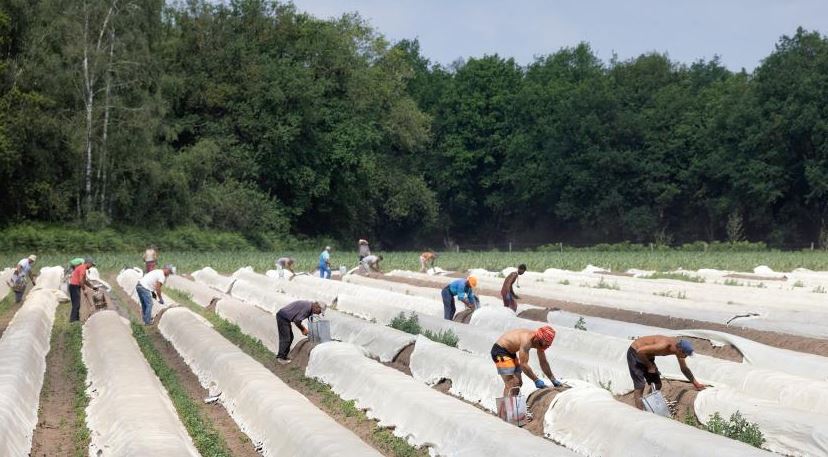 Coalition party VVD pushing for fewer migrant workers