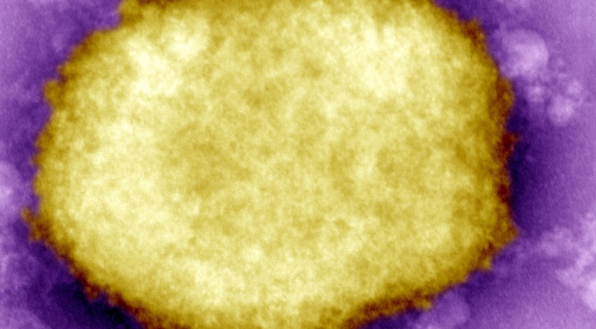 First monkeypox case definitively found in Netherlands