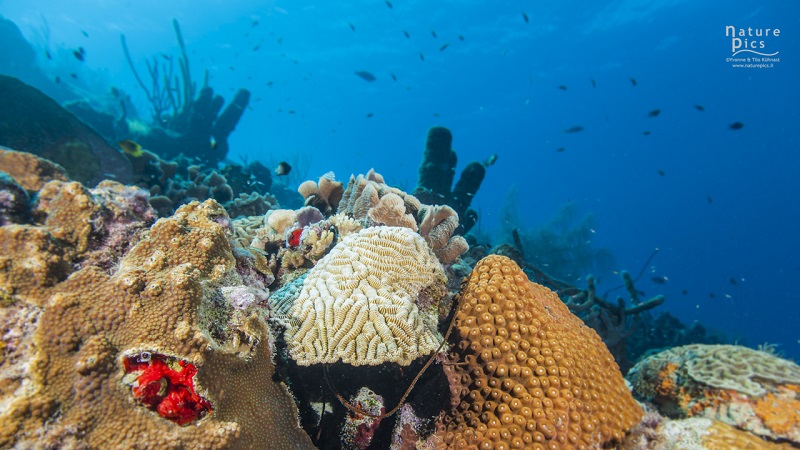 Population structure and connectivity of reef-building corals in the southern Dutch Caribbean