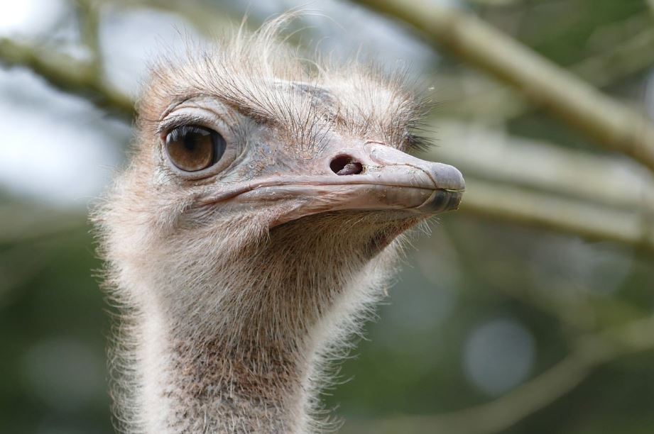Ostrich, rodent on the menu as Cuba seeks food miracle